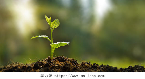绿色合成植物发芽光晕植物发芽光晕阳光展板发芽的植物